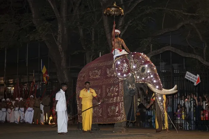 Framed Print : Decorated elephant, Buddhist festival Esala Perahera