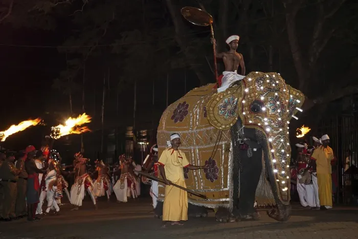 Framed Print : Decorated elephant, Buddhist festival Esala Perahera