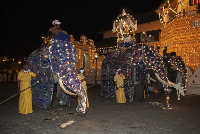Framed Print : Decorated elephants, Dalada group with sacred elephant Maligawa Raja Framed Print : Decorated elephants, Dalada group with sacred elephant Maligawa Raja