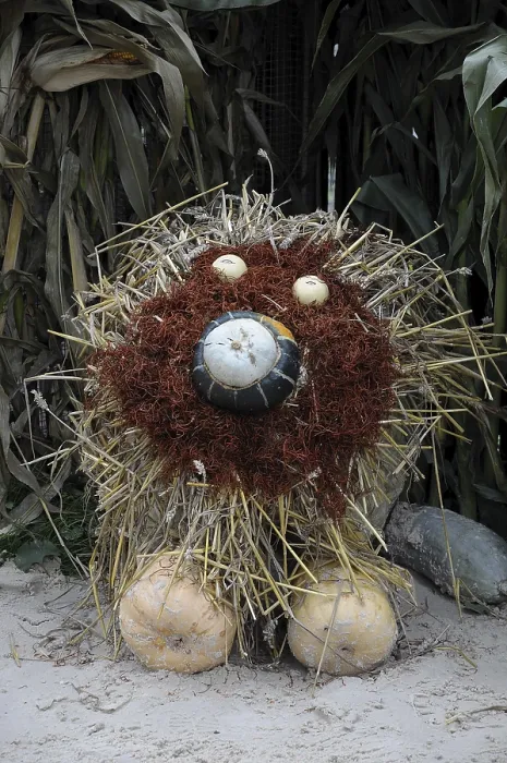 Framed Print : A decorative lion made of pumpkins and straw in an autumn environment Framed Print : A decorative lion made of pumpkins and straw in an autumn environment