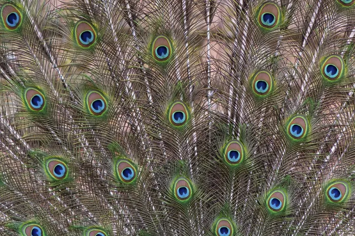Framed Print : Decorative plumage of the peacock (P)