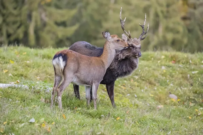 Framed Print : Deep affection. A Japanese sika deer (Cervus nippon nippon) doe cuddles intensely with a stag Framed Print : Deep affection. A Japanese sika deer (Cervus nippon nippon) doe cuddles intensely with a stag