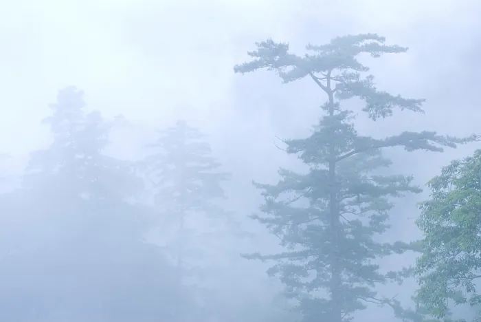 Framed Print : Deep fog in natural woodland. pine tree in the forest
