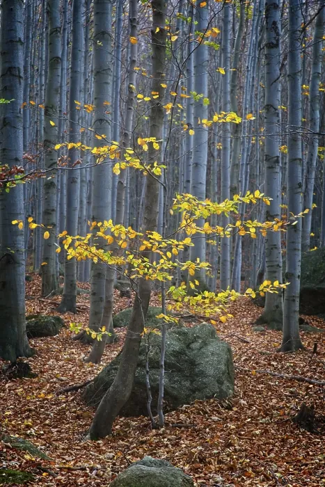 Framed Print : Deep forest in Black Stolpich creek valley in fall colors