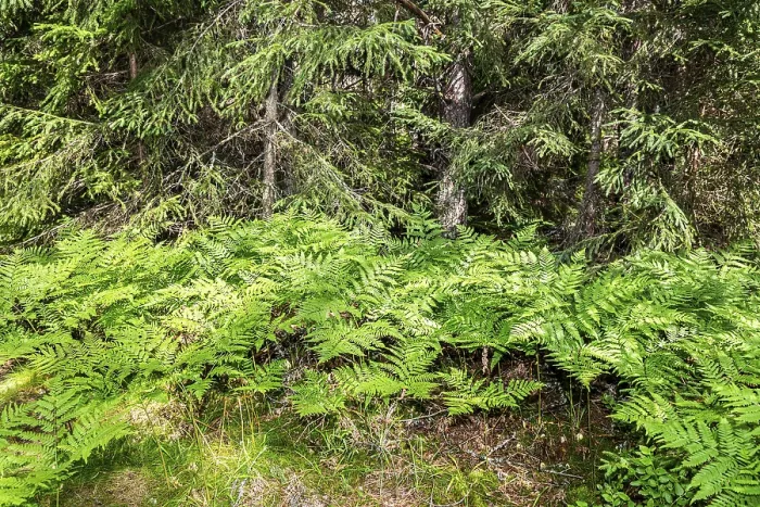 Framed Print : Deep forest with spruce trees and fern in summer day