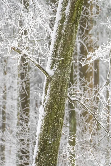 Framed Print : Deep in the forest in winter with snow and hoarfrost on the trees Framed Print : Deep in the forest in winter with snow and hoarfrost on the trees