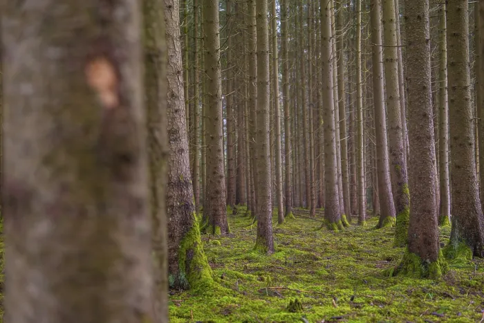 Framed Print : Deep perspective of a forest with tall trees and moss soil Framed Print : Deep perspective of a forest with tall trees and moss soil