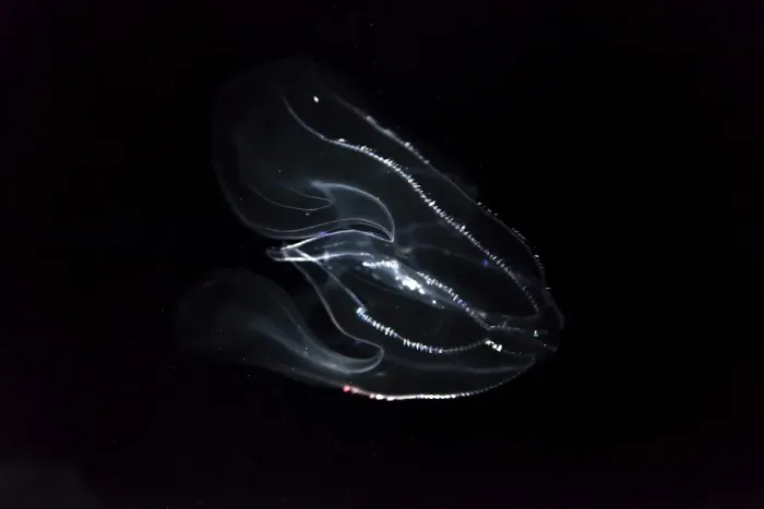 Framed Print : Deep sea jellyfish with bioluminescence Framed Print : Deep sea jellyfish with bioluminescence