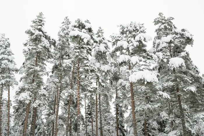 Framed Print : Deep snow-covered pine forest, near Jonkoping Framed Print : Deep snow-covered pine forest, near Jonkoping