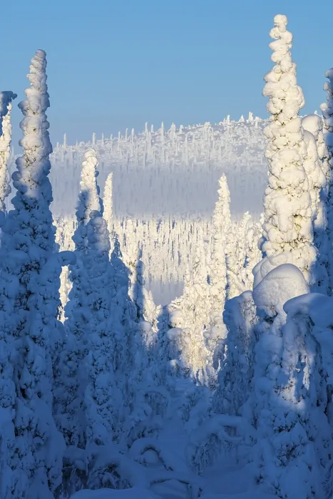 Framed Print : Deep snow-covered spruce forest (Norway spruce) Framed Print : Deep snow-covered spruce forest (Norway spruce)
