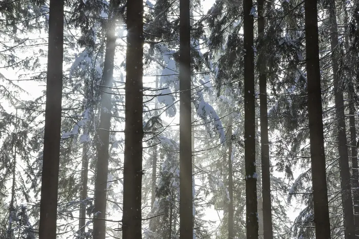 Framed Print : Deep snow-covered spruce forest with sunbeams against the light Framed Print : Deep snow-covered spruce forest with sunbeams against the light