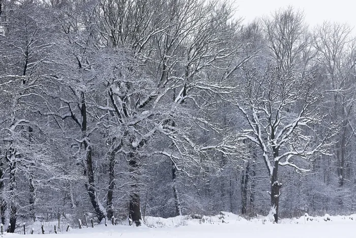 Framed Print : Deep snowy winter landscape with snow-covered trees on the edge of the forest
