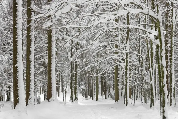 Framed Print : Deeply snowy fir and beech forest