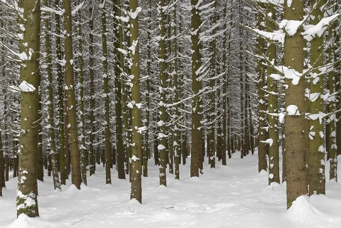 Framed Print : Deeply snowy fir forest