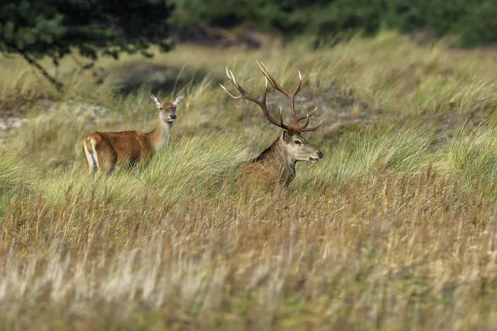 Framed Print : Two deer with antlers in the tall grass of a forest clearing