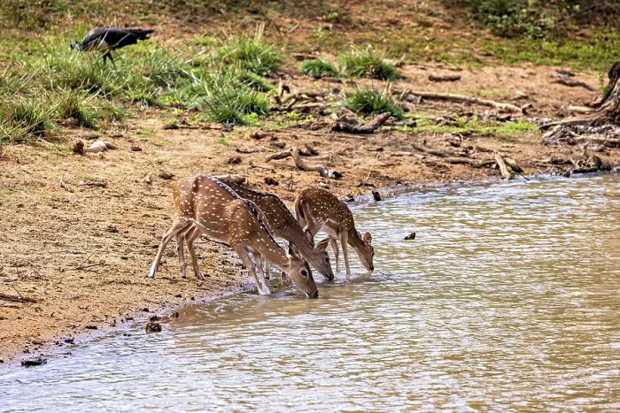 Framed Print : Three deer bend down to drink at a small natural water reservoir Framed Print : Three deer bend down to drink at a small natural water reservoir