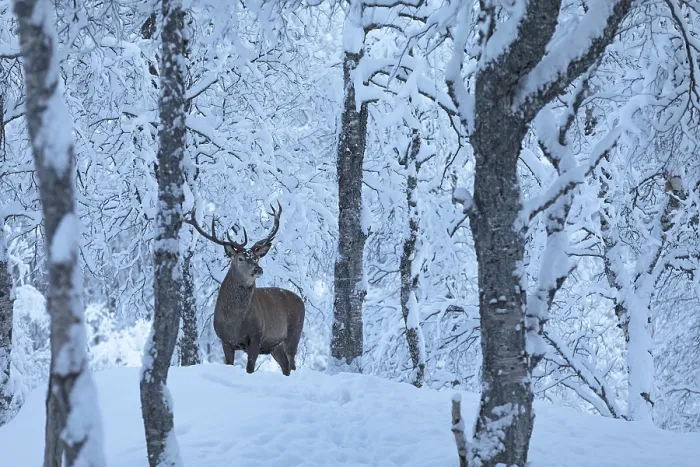 Framed Print : Deer (C) in Polar Park in winter