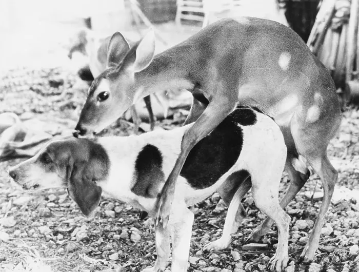 Framed Print : Deer calf and dog copulate, ca