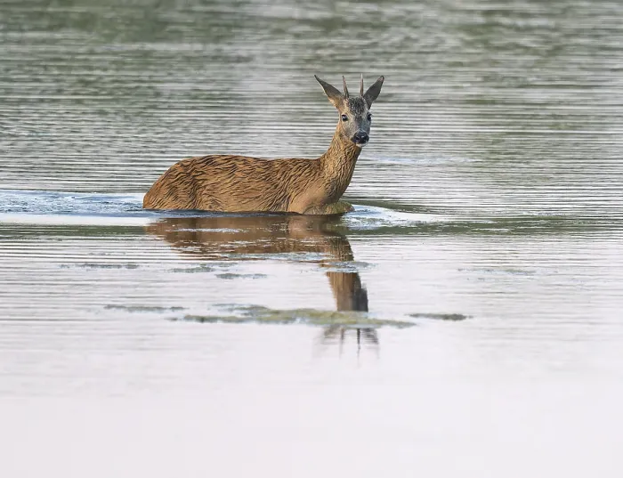 Framed Print : Deer (Capreolus capreolus), young roebuck running through the shallow water zone of a lake Framed Print : Deer (Capreolus capreolus), young roebuck running through the shallow water zone of a lake