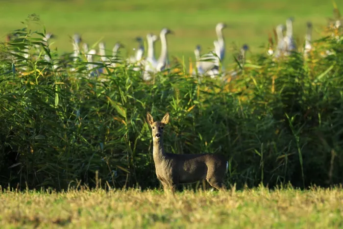 Framed Print : A deer in a grassy landscape with bamboo in the background and twilight Framed Print : A deer in a grassy landscape with bamboo in the background and twilight