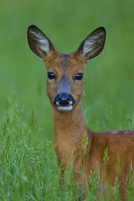Framed Print : Deer in green meadow, curious and alert