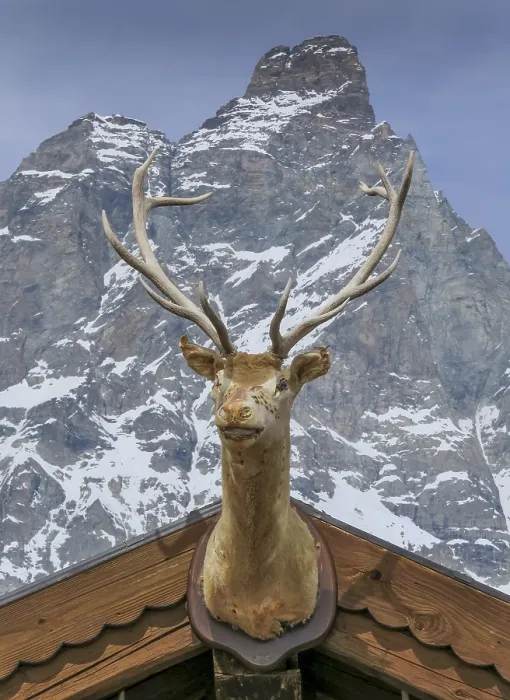 Framed Print : Deer Head, Chalet Etoile, Plan Maison