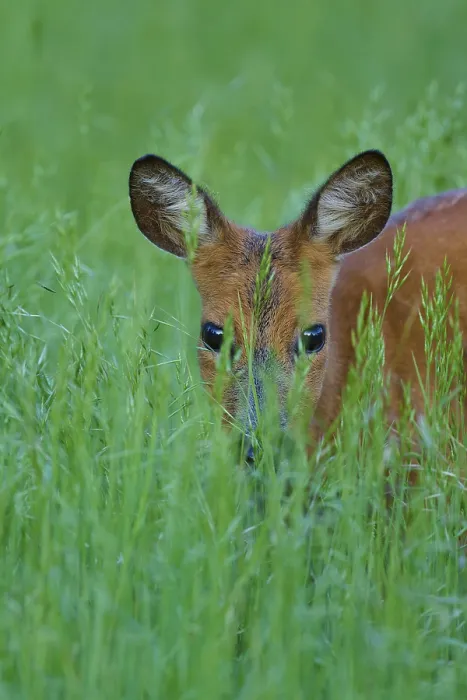 Framed Print : Deer partly hides in tall grass and looks out curiously Framed Print : Deer partly hides in tall grass and looks out curiously