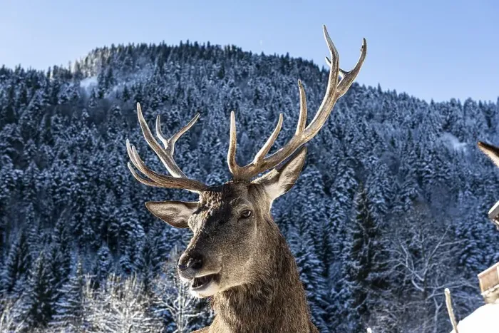 Framed Print : Deer on the Reiseralm near Lenggries
