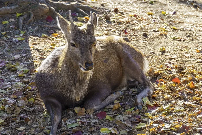 Framed Print : A deer resting in partial shade on the leafy ground