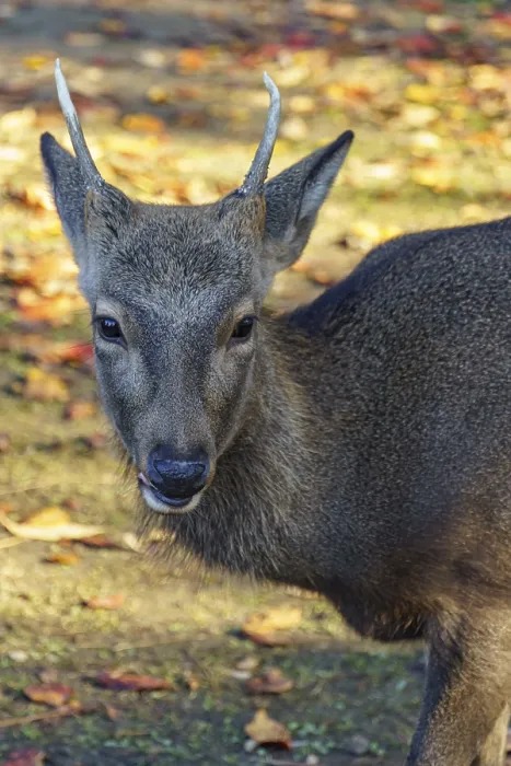 Framed Print : A deer with small horns looks out of an autumn environment