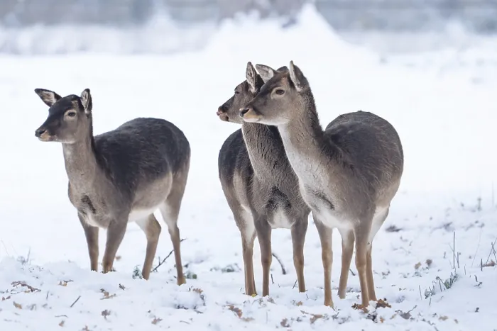 Framed Print : Deer in the snow, Black Forest, Germany, Europe Framed Print : Deer in the snow, Black Forest, Germany, Europe