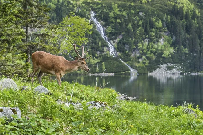 Framed Print : Deer stag over alpine pond in Poland Framed Print : Deer stag over alpine pond in Poland