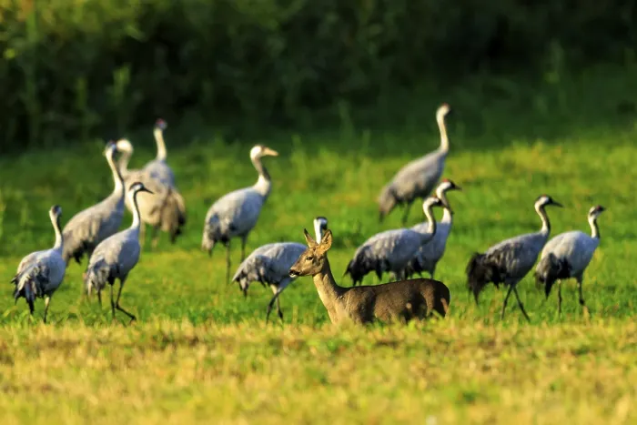 Framed Print : A deer stands on a green field surrounded by several cranes under sunny skies Framed Print : A deer stands on a green field surrounded by several cranes under sunny skies