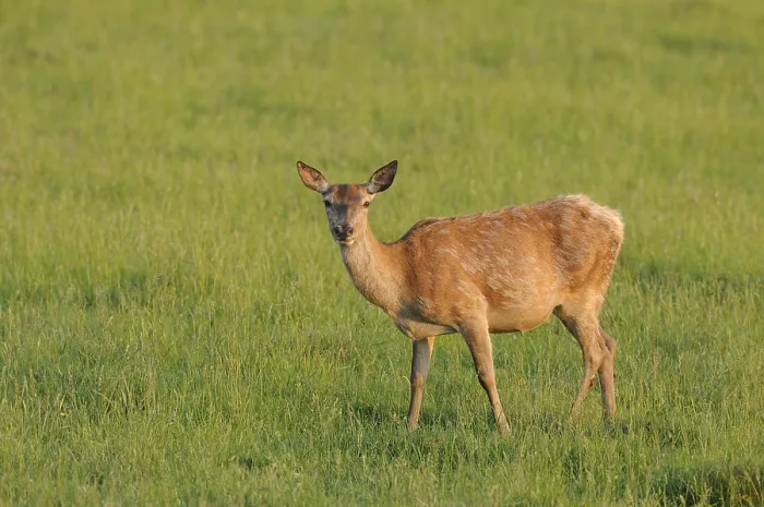 Framed Print : A deer stands alone in a green meadow