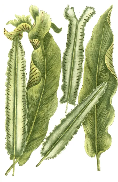 Framed Print : Deertongue fern, lingua cervina