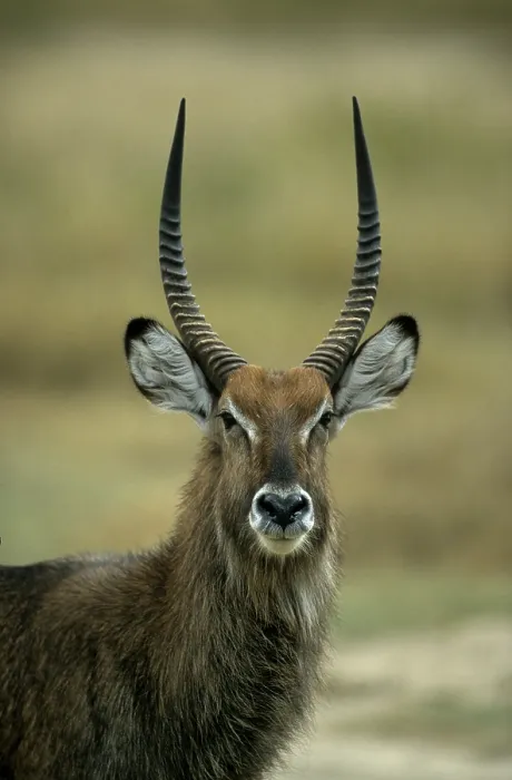 Framed Print : Defassa waterbuck (Kobus defassa) Nakuru national park