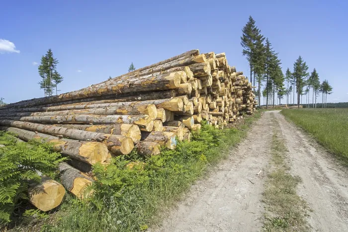 Framed Print : Deforestation showing huge wood pile of tree trunks in coniferous clearcut forest with a few remaining pine trees