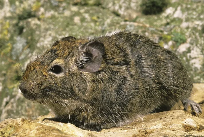 Framed Print : DEGU (octodon degus) OR CHILEAN RAT Framed Print : DEGU (octodon degus) OR CHILEAN RAT