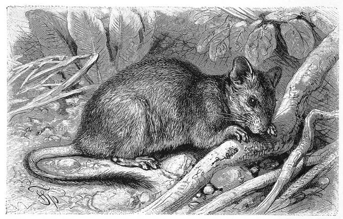 Framed Print : Degu is a species of rodent native to Chile
