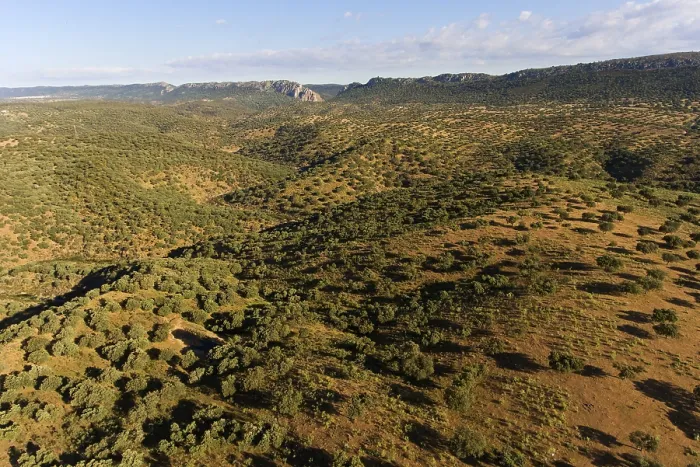 Framed Print : Dehesa, holm oak forest, aerial view Framed Print : Dehesa, holm oak forest, aerial view