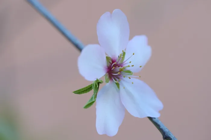 Framed Print : A delicate almond blossom blooms in the afternoon light