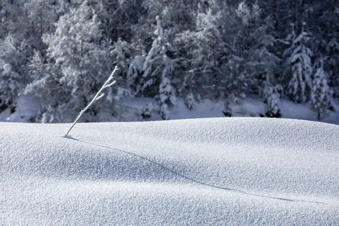 Framed Print : A delicate branch protrudes through a pristine snow blanket Framed Print : A delicate branch protrudes through a pristine snow blanket