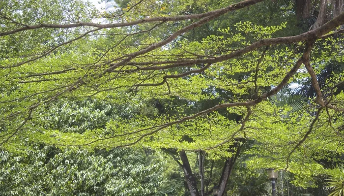 Framed Print : Delicate branch of a tree in the park