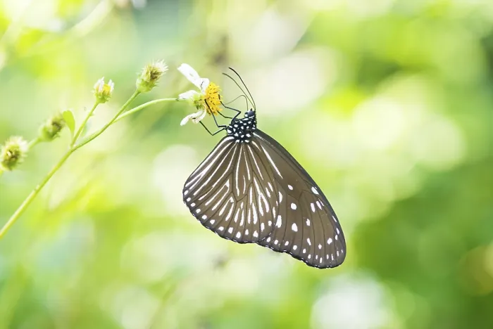 Framed Print : A delicate butterfly perched on a flower against a vibrant bokeh background