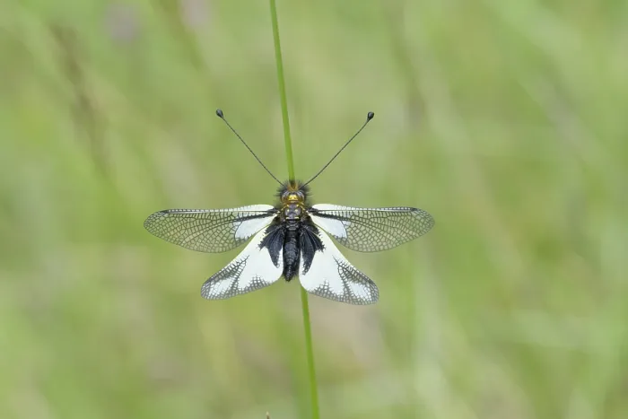 Framed Print : A delicate dragonfly with black and white wings resting on a green stem against a blurred green background