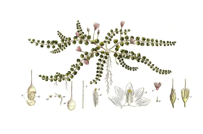 Framed Print : Delicate pimpernel, Anagallis tenella