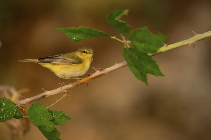 Framed Print : A delicate Willow Warbler strikes a poised pose on a thorny branch Framed Print : A delicate Willow Warbler strikes a poised pose on a thorny branch