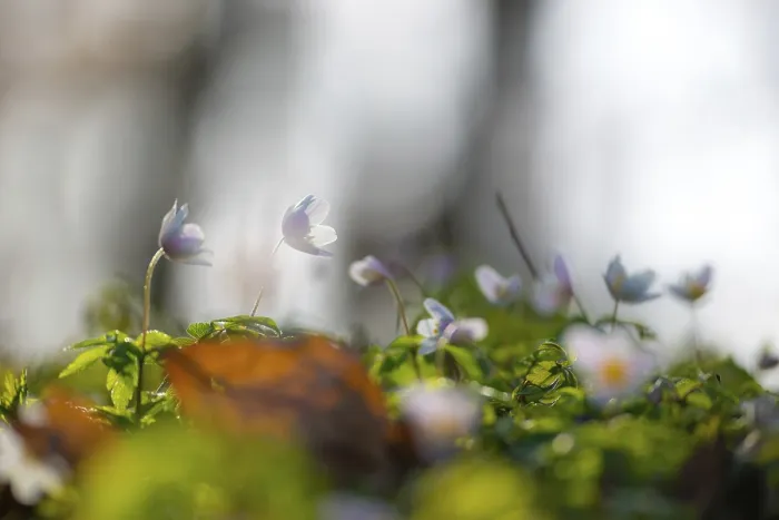 Framed Print : Delicate wood anemone (Anemonoides nemorosa) (Syn)