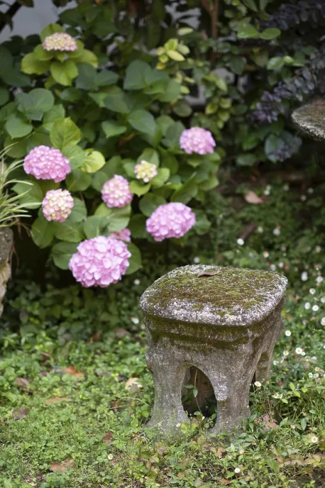 Framed Print : A delightful outdoor scene with pink hydrangeas