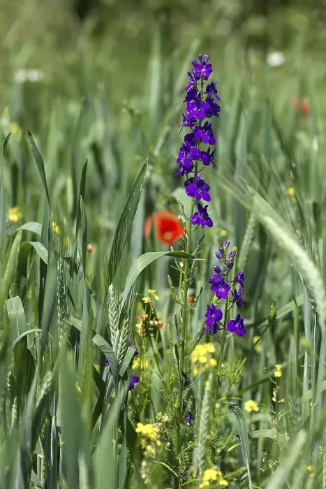 Framed Print : (Delphinium) in a cornfield, Bavaria, Germany ??? Framed Print : (Delphinium) in a cornfield, Bavaria, Germany ???